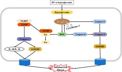 Mini-Review: GSDME-Mediated Pyroptosis in Diabetic Nephropathy